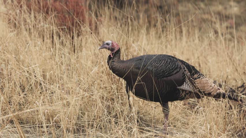 A wild turkey walks through brown grass on a wet winter day, running it's beak along the blades of grass to gather drops of rain to drink. Royalty-Free Stock Footage #3438845993