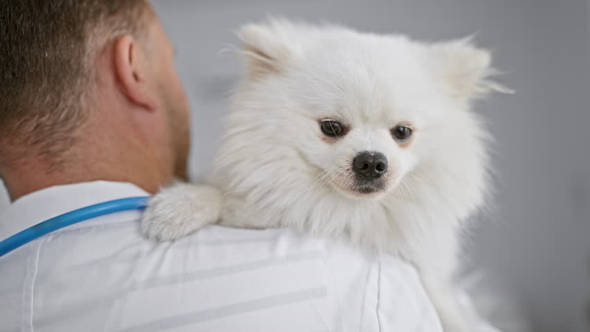 Back view of a young caucasian man holding his sick pet dog indoors at the veterinary clinic, as the professional vet in uniform examines for health issues with stethoscope. Royalty-Free Stock Footage #3438901179