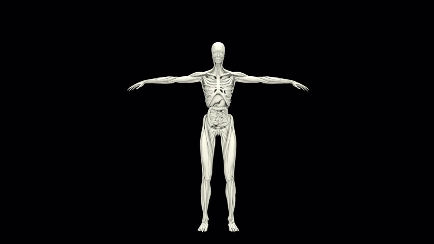 Human Anatomy Transformation 3d animation