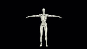 Human Anatomy Transformation 3d animation - Powered by Shutterstock - Get 15% off with code: PIKWIZARD15