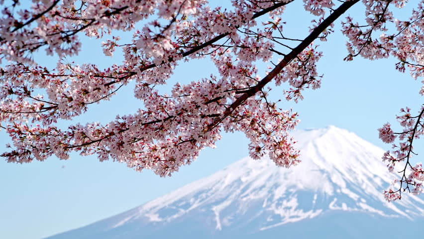 Cherry blossoms and Mt.Fuji.,4k Mount Fuji and cherry blossoms which are viewed from lake Kawaguchiko, Yamanashi, Japan.	
 Royalty-Free Stock Footage #3438996249