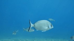 jack fish underwater slow motion ocean scenery jackfish mediterranean fauna