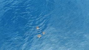 Three eagle rays on the surface of Indian Ocean in west coast of Mauritius chasing each other in mating ritual. Drone video.