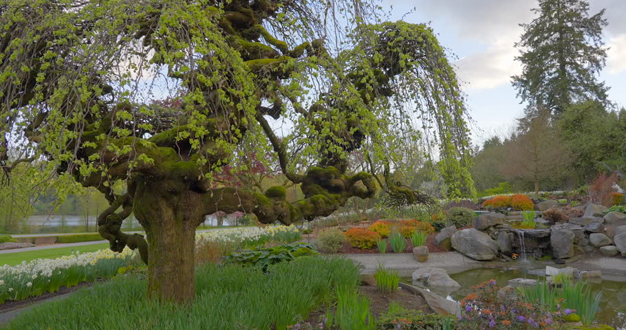 Establishing shot of nice water landscape and green background in Vancouver, Canada, North America. Day time on June 2023. Still camera view. ProRes 422 HQ.