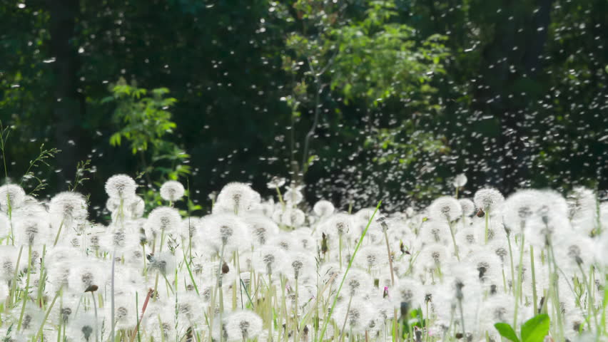 Mass Flight of Dandelion Seeds. Large forest glade of ripe dandelions. A gust of wind raises a whirlwind from a huge amount of fluffy seeds. Filmed at a speed of 240fps Royalty-Free Stock Footage #3439097087