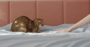 A cute ginger cat helps make the bed and happily jumps on the sheet. Funny video with pets