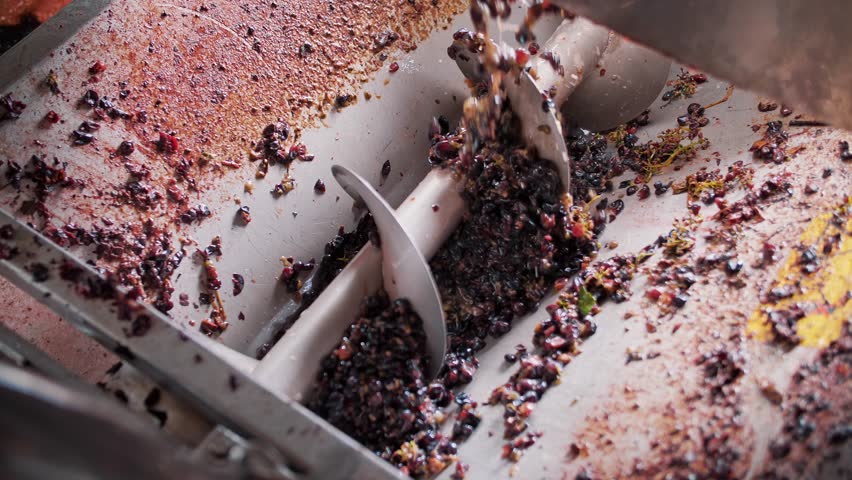 screw grape machine. close-up. top view. the process of squeezing grape juice from freshly harvested grapes, in the winery. viticulture. grape harvest. Wine industry. Winemaking. Vintage. 