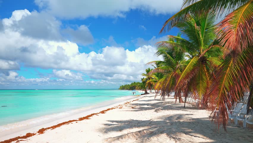 Beautiful large green palms on a white clean sandy beach. Turquoise sea and sky blue background. Caribbean coast of Dominican Republic. Relax on a paradise beach. Sea walk. Royalty-Free Stock Footage #3439199837