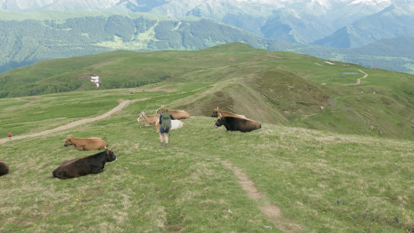 Girl takes a picture of cow in omuntains using phone - Georgia