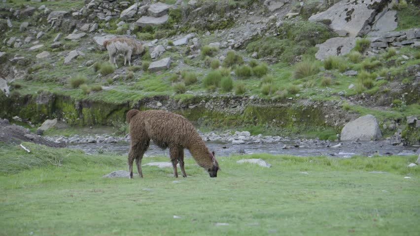 Close-up of a brown llama grazing in the grass on a mountain in Bolivia, South America.