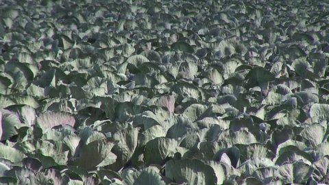 Red-red cabbage field