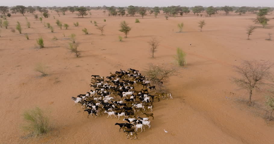 Aerial close-up panning. Herd of goats in the barren landscape of the Sahel, Sahara Desert, Senegal. Drought, Climate Change, Desertification Royalty-Free Stock Footage #3439225009