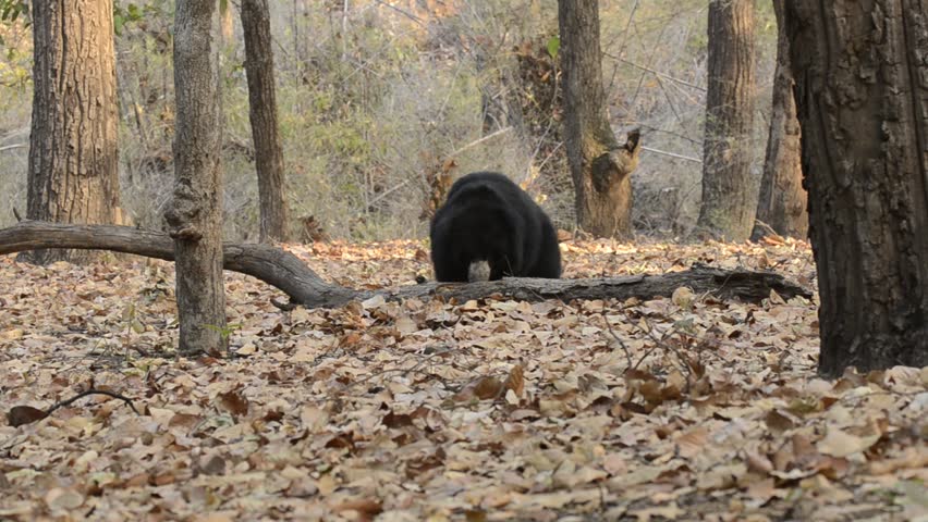 A bear searching for insects near fallen dry tree inside bandhavgarh national park during a wildlife safari