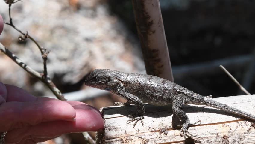 Eastern Fence Lizard eating a worm from a person