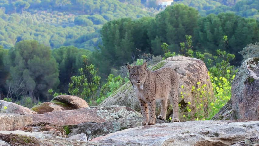 Iberian lynx in the Sierra de Andujar, Jaen. Spain.
