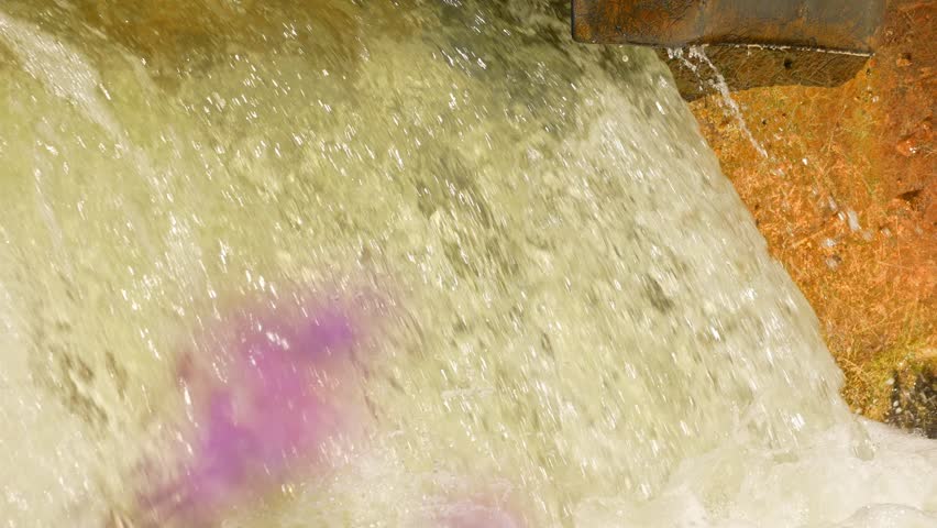 Salmon spawning, adult salmon return to their natural, freshwater habitats to lay their eggs. Fish swim upstream against strong currents waterfalls. Ganaraska River, Corbett