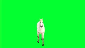 Presented on a green screen for seamless integration, this footage captures the elegance and power of the horse in motion.