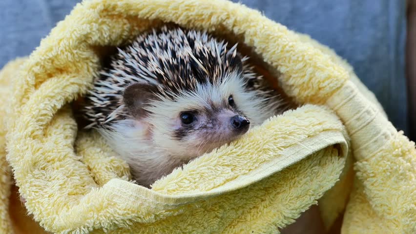Hedgehog after bathing in a yellow towel in the hands.Hygiene of prickly pets. 4k footage