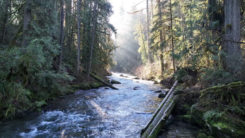 Bright sunlight illuminates the scenic Eagle Creek as it flows through a beautiful Oregon forest. The many watersheds throughout the Pacific Northwest are vital habitats for native fish.
