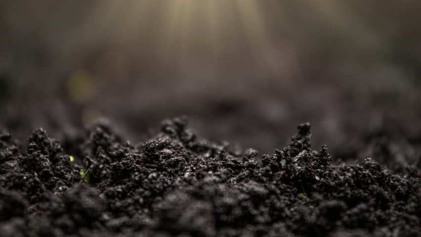 Growing plants in timelapse, Sprouts Germination, Cress salad grows dynamically, Seeds sprout through the soil, Newborn seeds, The birth of a new life in nature, Cutting a sprout through the ground