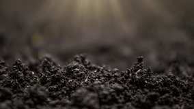 Growing plants in timelapse, Sprouts Germination, Cress salad grows dynamically, Seeds sprout through the soil, Newborn seeds, The birth of a new life in nature, Cutting a sprout through the ground - Powered by Shutterstock - Get 15% off with code: PIKWIZARD15