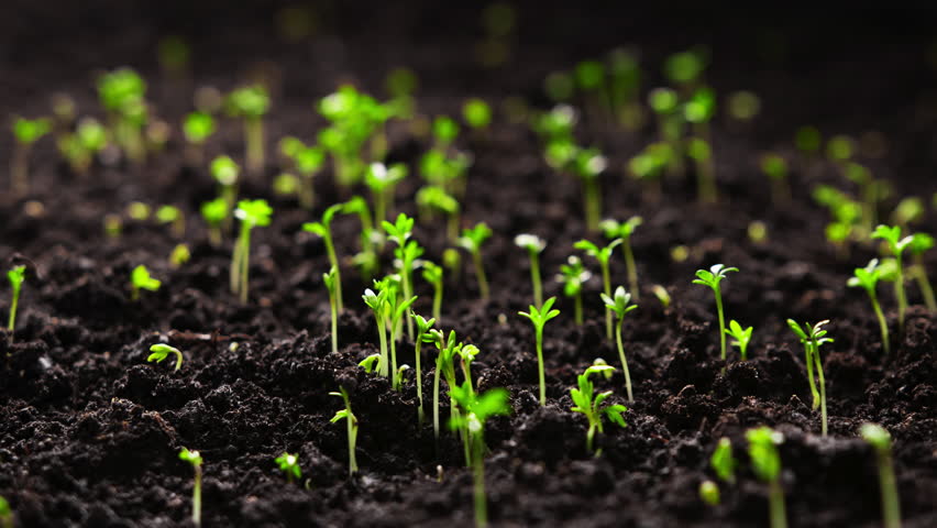 Growing plants in timelapse, Sprouts Germination, Seeds sprout through the soil, Newborn seeds, The birth of a new life in nature, Cutting a sprout through the ground