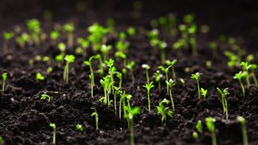 Growing plants in timelapse, Sprouts Germination, Seeds sprout through the soil, Newborn seeds, The birth of a new life in nature, Cutting a sprout through the ground - Powered by Shutterstock - Get 15% off with code: PIKWIZARD15