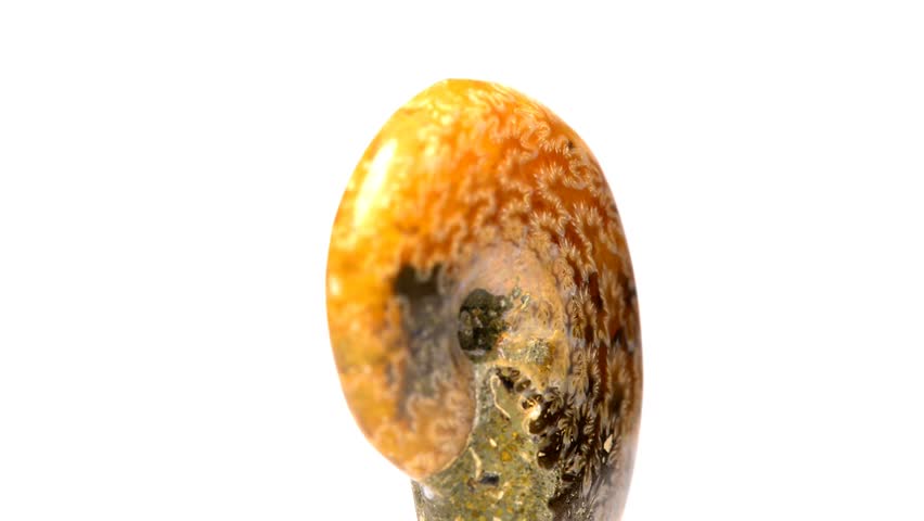 Ammonite on a turn table, opalescent