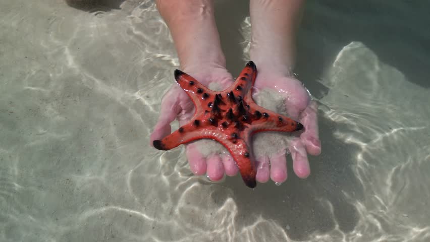 Starfish on hands, close up. Concepts of summer, travel, tropical vacation.