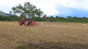 Lawn mower and egrets foraging  in ploughing field form a scenic scene.High quality video photography in Chishang, Taitung,Taiwan.Medium telephoto lens.
Eye level shot. 4K
