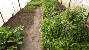 Polyfarm Diversity: Green Vegetables - Herbs in Himalayan Foothills, Pauri Garhwal, Uttarakhand, India - Powered by Shutterstock - Get 15% off with code: PIKWIZARD15
