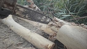 Super Slow Motion of a Chainsaw Cutting the Wooden Log. Filmed on High Speed Cinema Camera, 1000 fps video clip