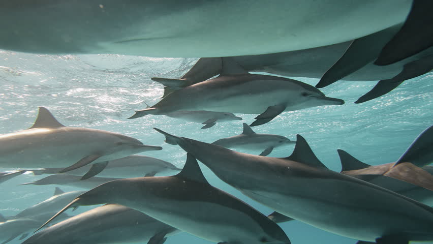 Common Dolphins playing in the blue water of Red sea. Underwater shot of wild dolphin taking breath. Aquatic marine animals in their natural habitat. Closeup of friendly bottlenose. Wildlife nature Royalty-Free Stock Footage #3439834507
