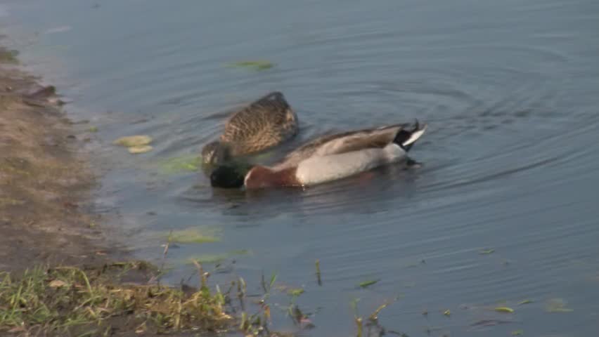 mallards 4