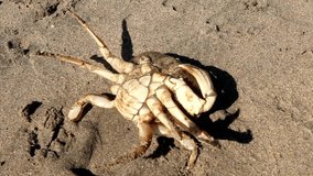 Up Close with the Crab: 4K Ultra HD Video of Beachside Crustacean