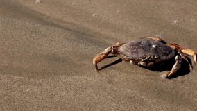 Up Close with the Crab: 4K Ultra HD Video of Beachside Crustacean