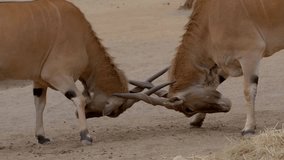 Majestic Elands Clash: Slow Motion 4K Ultra HD Video of Wildlife Battle