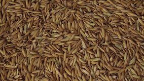 Pouring paddy seeds close up. Top view of rice. Rotating Asian traditional food