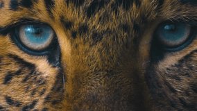 Close up view of a leopards head and eyes, looking around - Powered by Shutterstock - Get 15% off with code: PIKWIZARD15