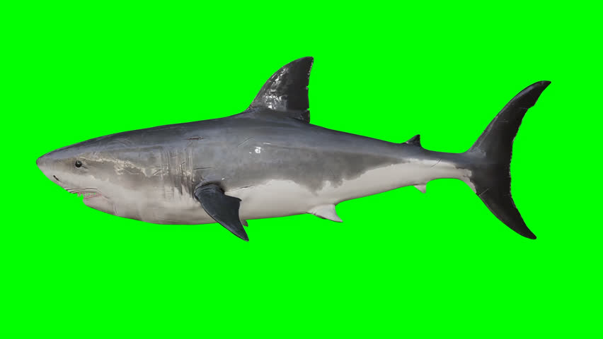 Shark animation stock footage green screen  Royalty-Free Stock Footage #3440014765