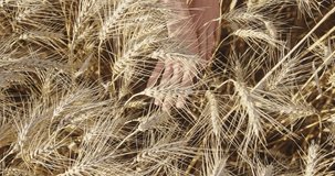 Harmony with the Harvest: Hands Amongst the Wheat