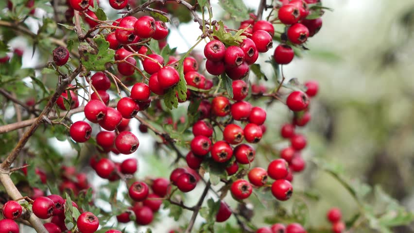  red fruits at the hawthorn in the natue in autumn