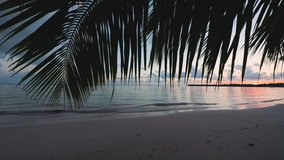 Palm tree leaf and tropical island beach, Punta Cana. Sunset video.