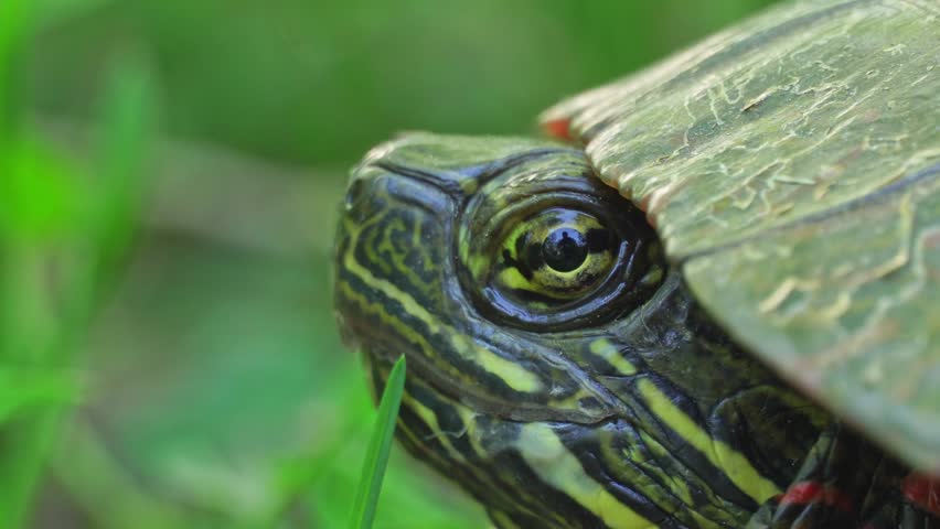 Painted Turtle is resting in the shadow near pond at very hot day. Most widespread native turtle of North America. Stouffville Conservation Area and Reservoir in Toronto, Ontario, Canada.