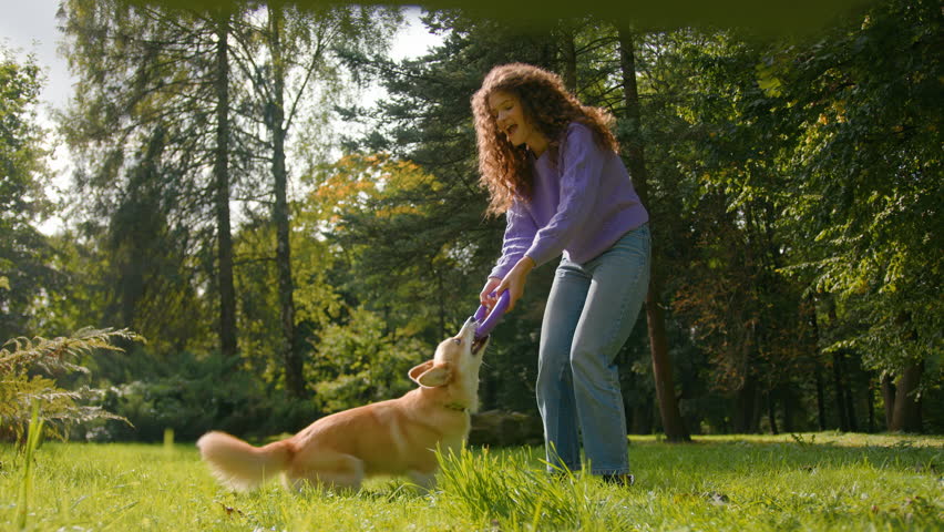 Playful dog welsh corgi playing with girl Caucasian female handler cynologist training fluffy golden puppy with rubber ring toy on grass nature park woman animal trainer exercising pet in city outdoor Royalty-Free Stock Footage #3440214039