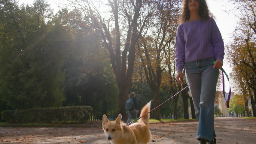 Caucasian woman dog walker walk with cute little puppy on leash walking in autumn park young girl handler animal owner female going with cute pet golden welsh corgi breed canine pup outdoors in city Royalty-Free Stock Footage #3440214577