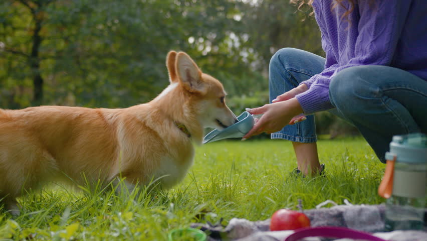 Cute dog welsh corgi drinking from bottle on grass nature unknown girl woman handler domestic animal owner giving drink water to little puppy summer thirst refreshing pet care in city park outdoors Royalty-Free Stock Footage #3440219233