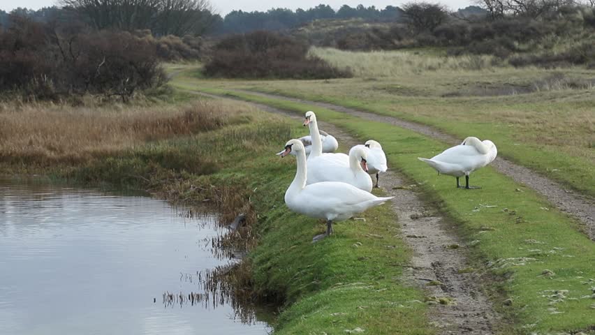Group of Mute Swans on the Grass by the Water