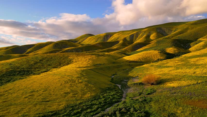 Scenic landscape of Carrizo plains national monument in California with Golden wildflowers on rolling hills.