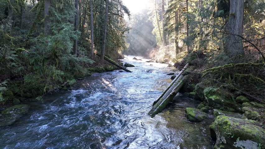 Bright sunlight illuminates the scenic Eagle Creek as it flows through a beautiful Oregon forest. The many watersheds throughout the Pacific Northwest are vital habitats for native fish.
